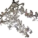 plumblossom1.webp
