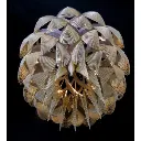 protea4.webp