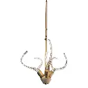 antlershorn2.webp