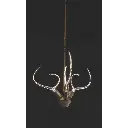 antlershorn3.webp