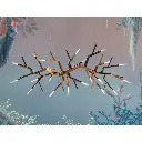 acropora3.webp