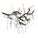 branch1.webp