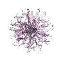 irisapollo1.webp