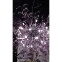 irisapollo4.webp