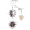 daisy5.webp
