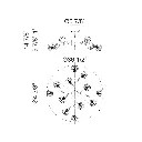 rosa3.webp