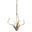 IQ8137 ANTLER'S HORN